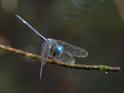 Micrathyria atra (Black Dasher) male-3.jpg